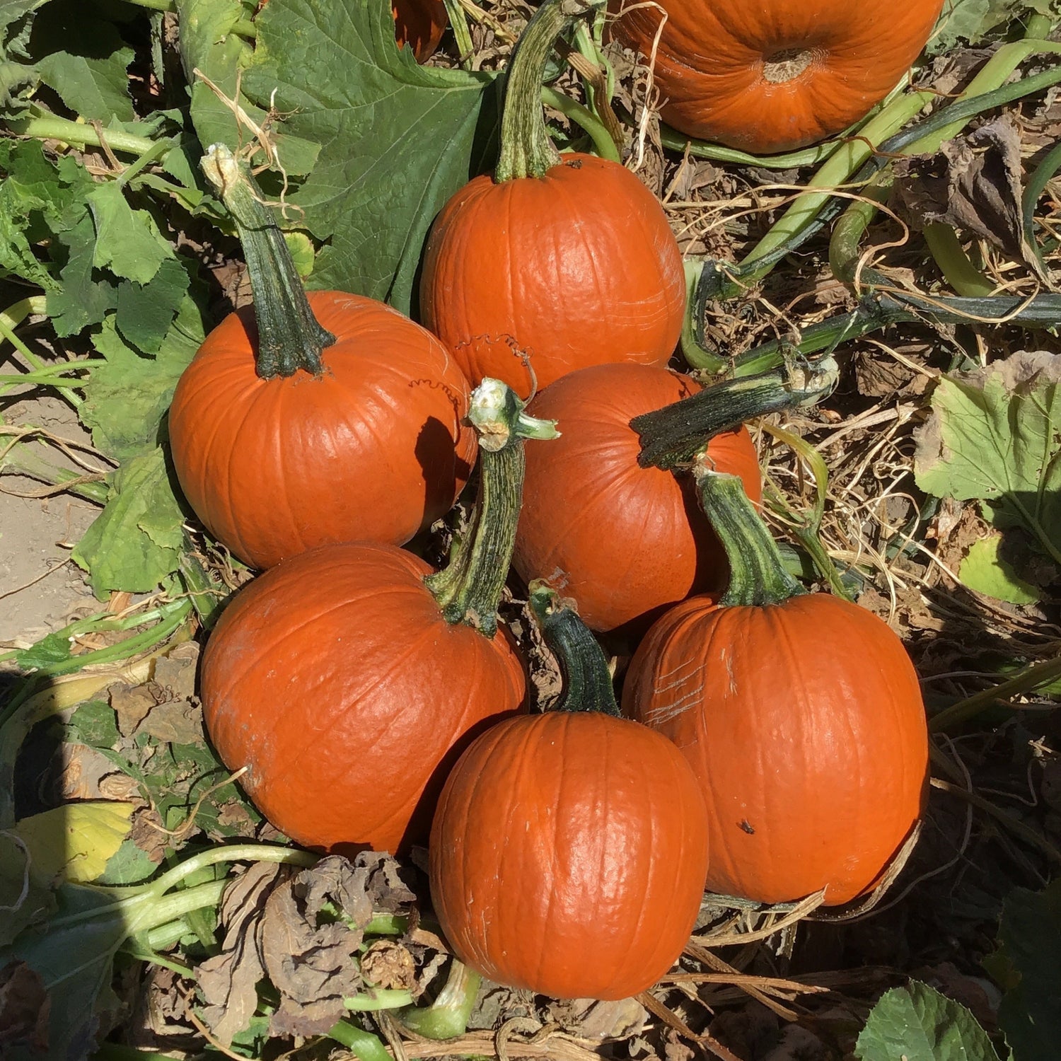 Hybrid Small/Pie Pumpkin - Early Abundance