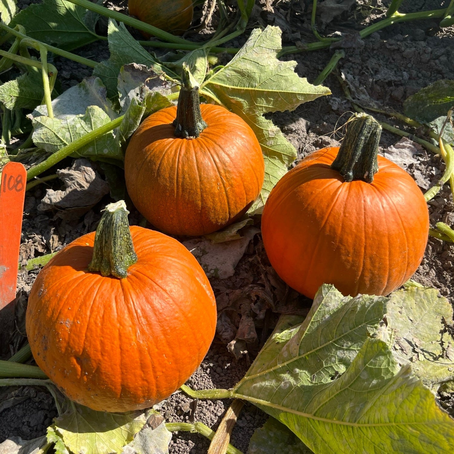 Hybrid Small/Pie Pumpkin - Early Abundance