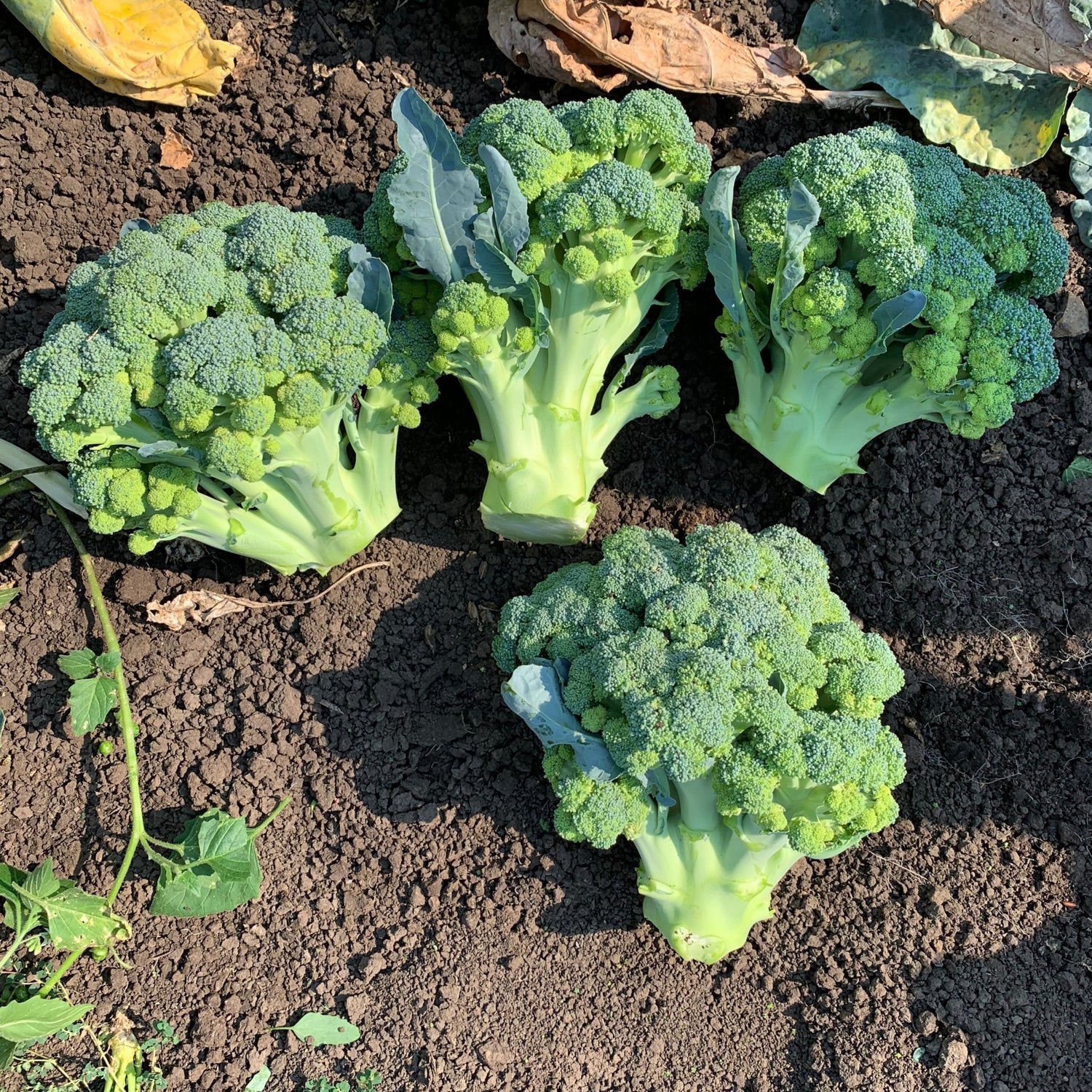 Hybrid Broccoli - Eastern Magic