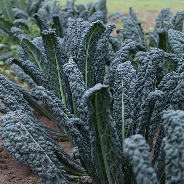 Hybrid Kale - Ebony
