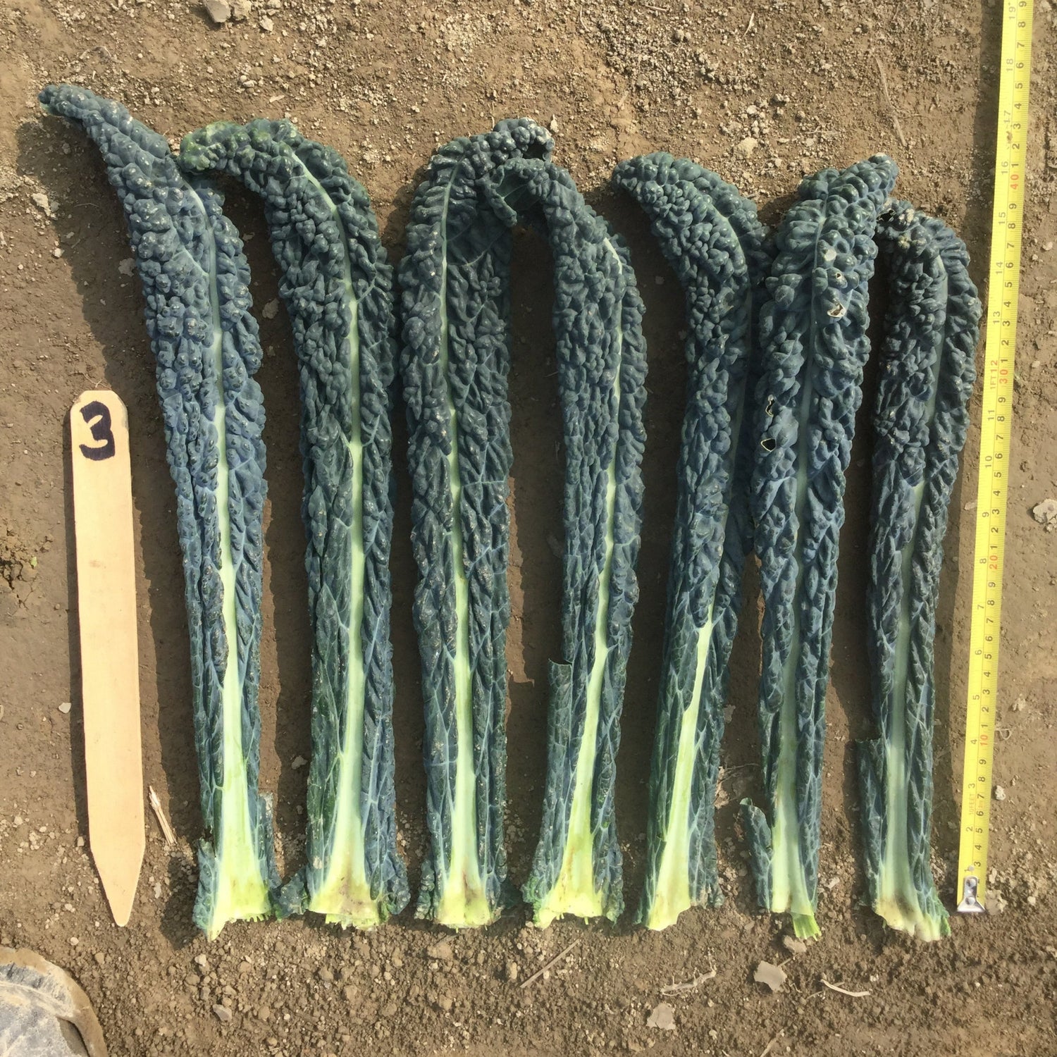 Hybrid Kale - Ebony