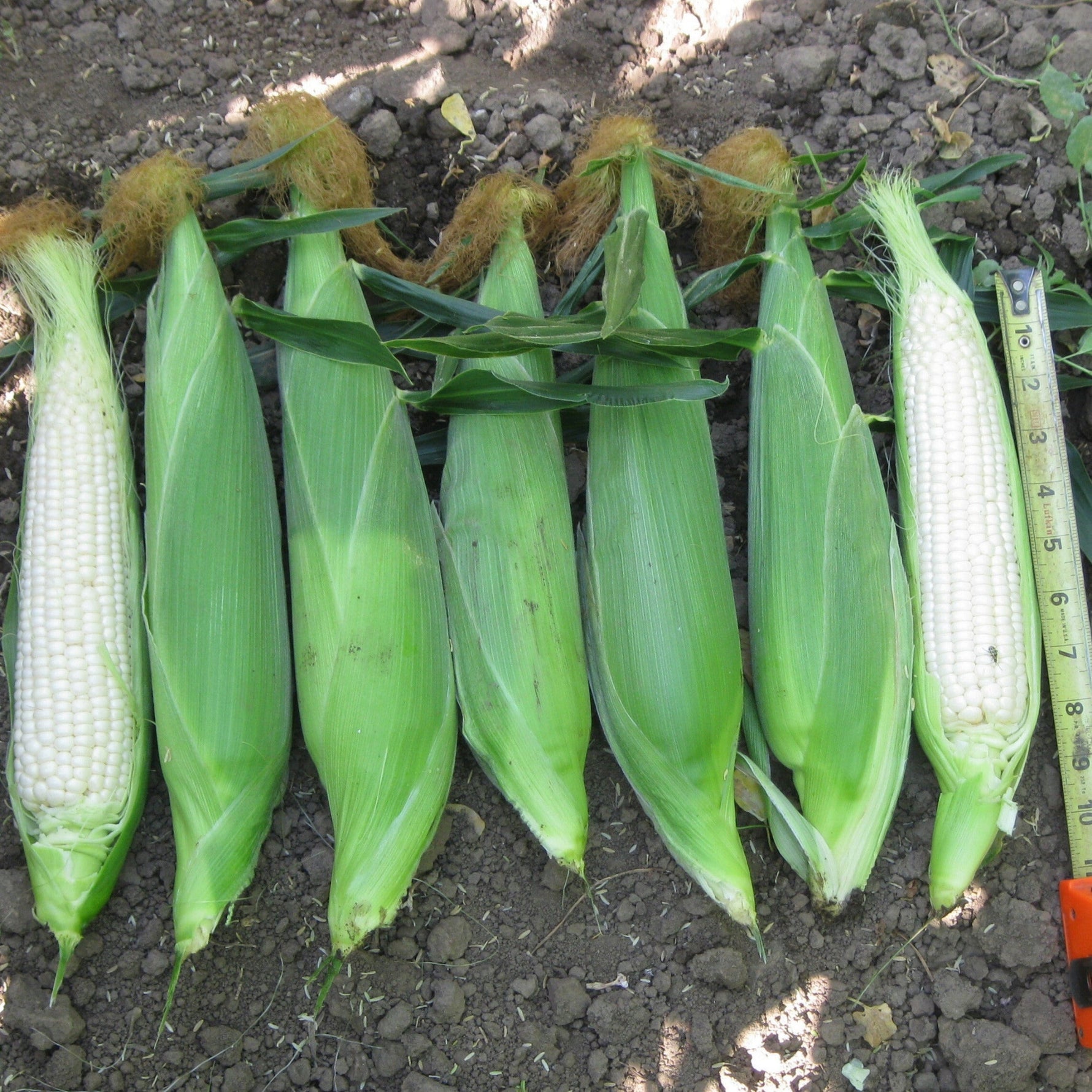 Hybrid Supersweet White Corn - Eden RMN – Gowan