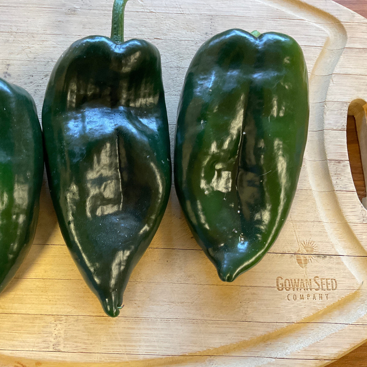 Hybrid Poblano/Ancho Pepper - El Bajio