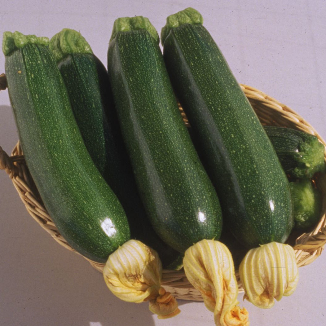 Hybrid Green Zucchini Squash - El Greco