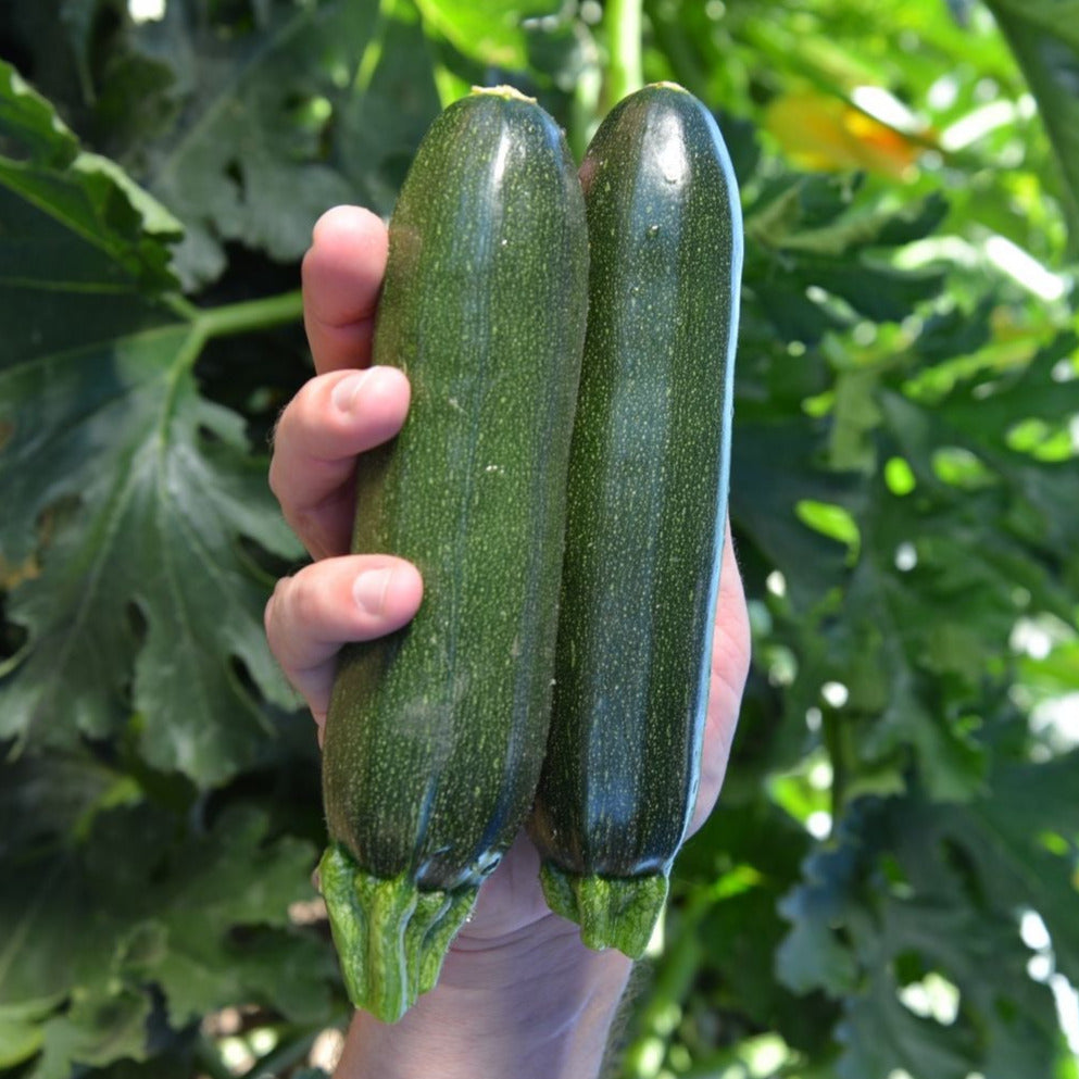 Hybrid Green Zucchini Squash - El Greco
