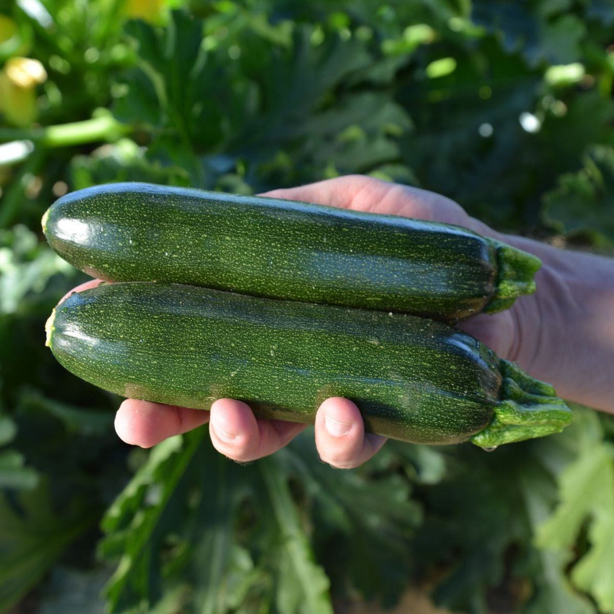 Hybrid Green Zucchini Squash - El Greco