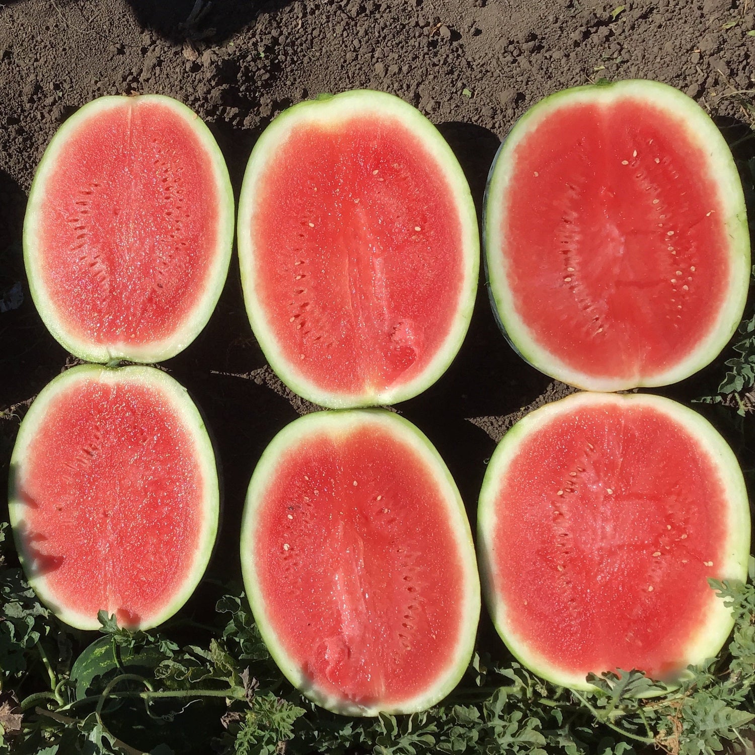 Hybrid Triploid (Seedless) Crimson Sweet Rind Watermelon - El Capitan