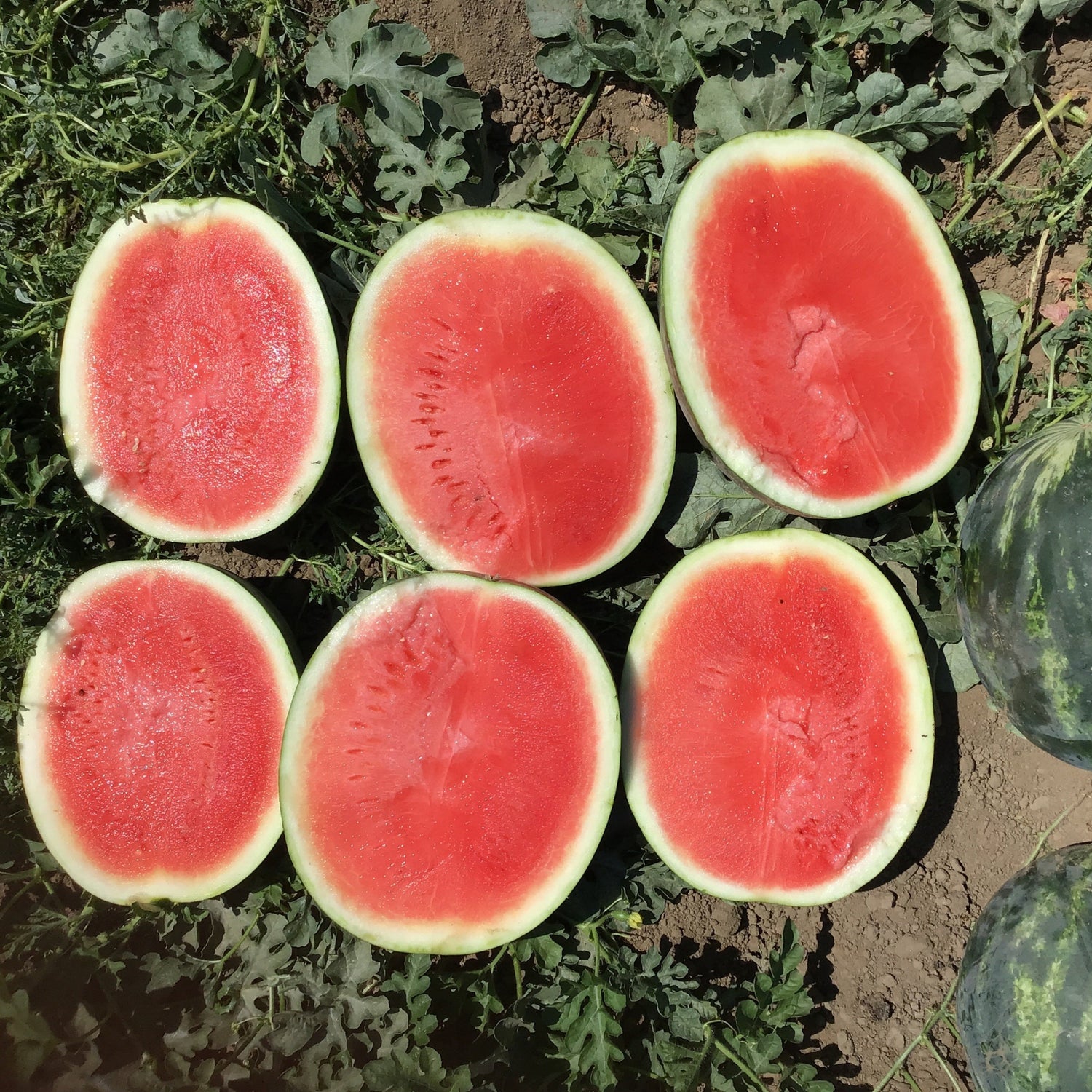 Hybrid Triploid (Seedless) Crimson Sweet Rind Watermelon - El Capitan