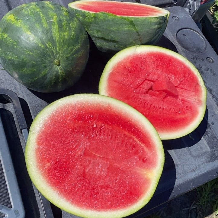 Hybrid Triploid (Seedless) Crimson Sweet Rind Watermelon - Essence