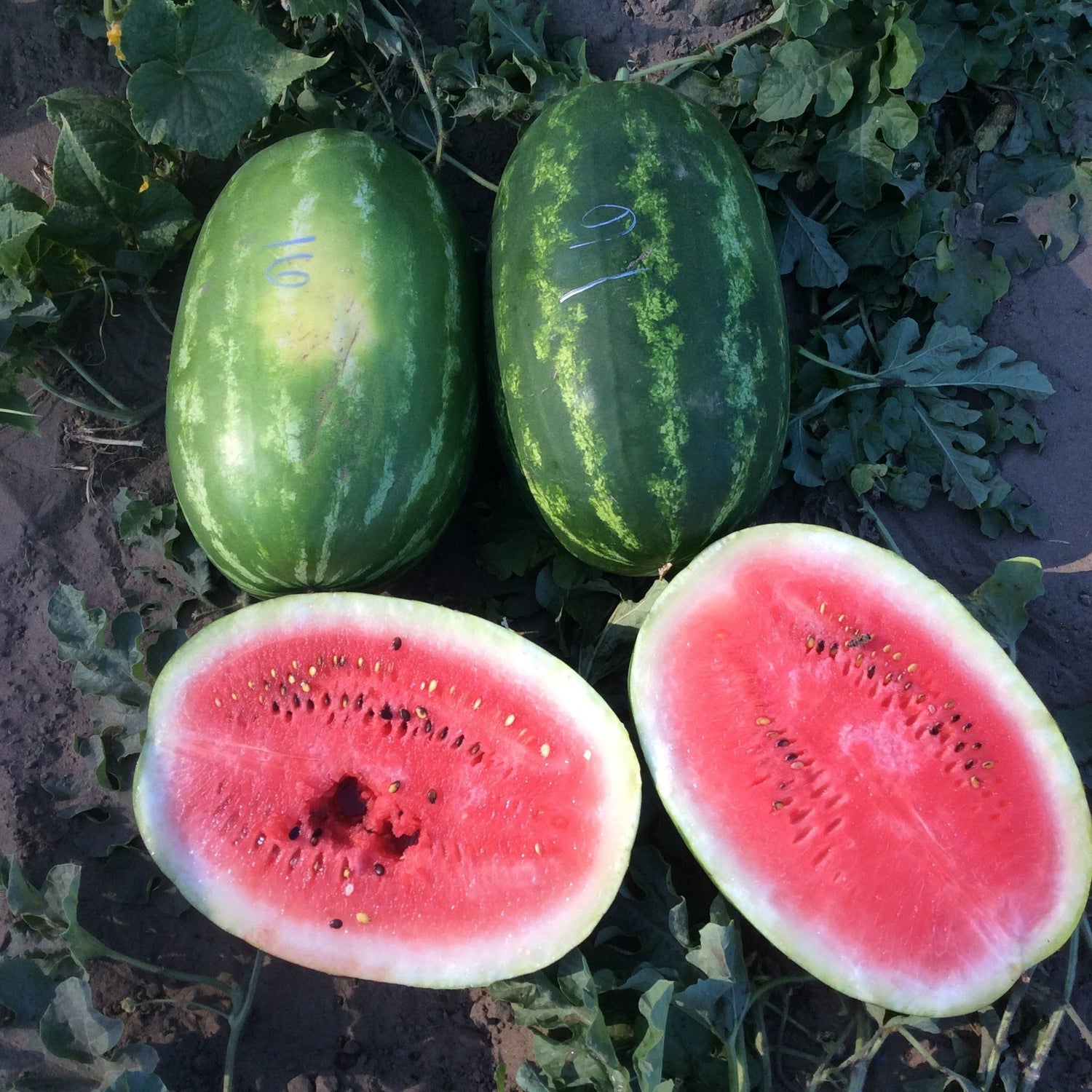Hybrid Diploid (Seeded) Allsweet Rind Watermelon - Estrella