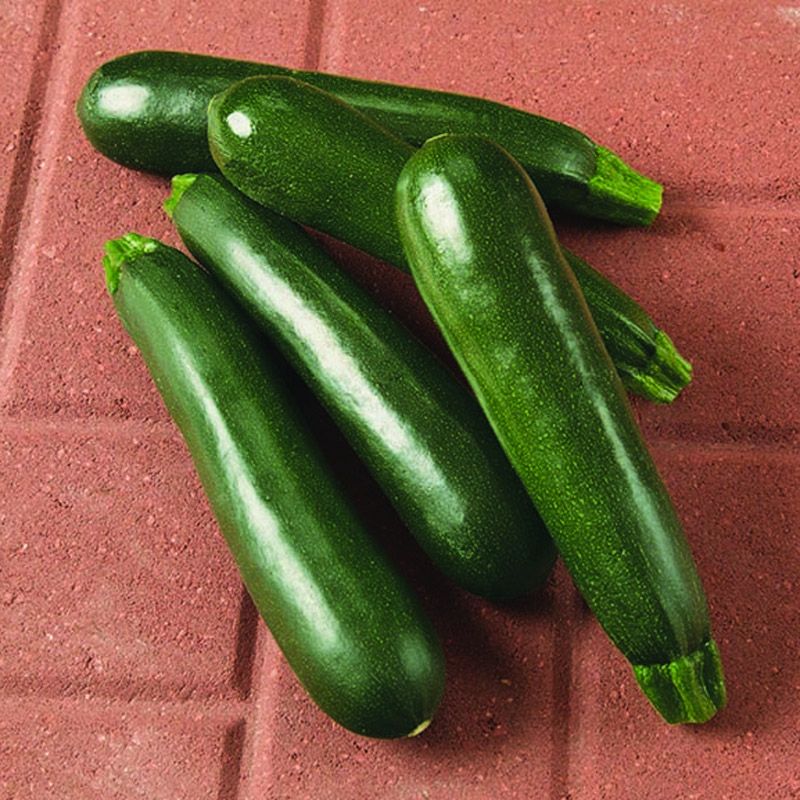 Hybrid Green Zucchini Squash - Everglade
