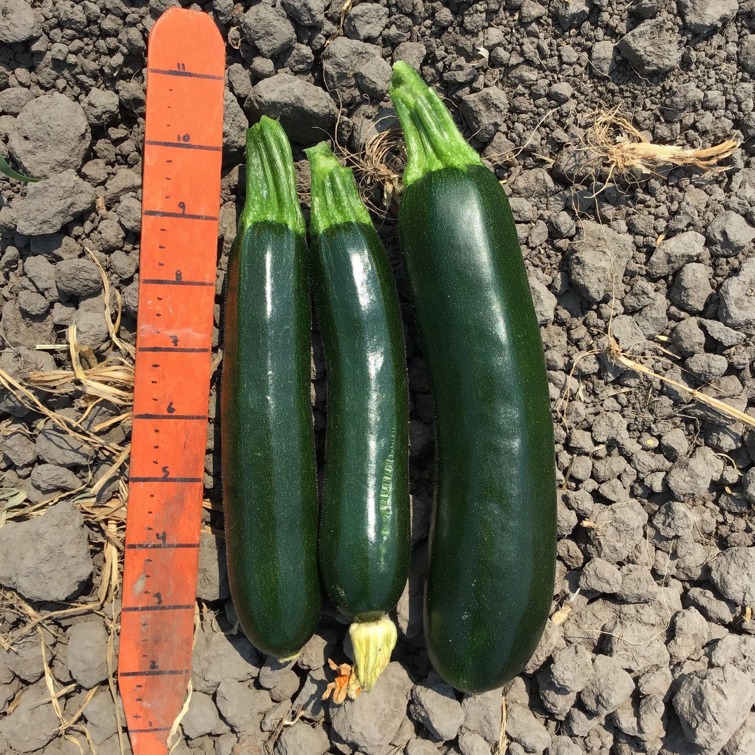 Hybrid Green Zucchini Squash - Everglade