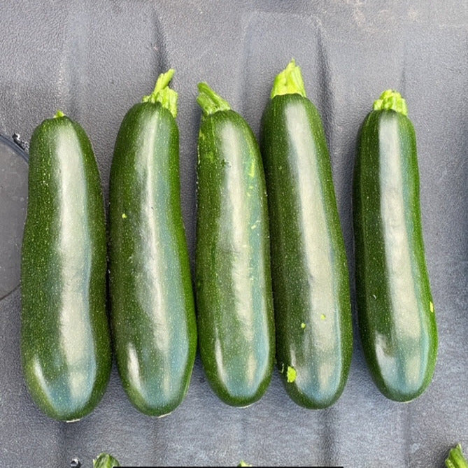 Hybrid Green Zucchini Squash - Everglade