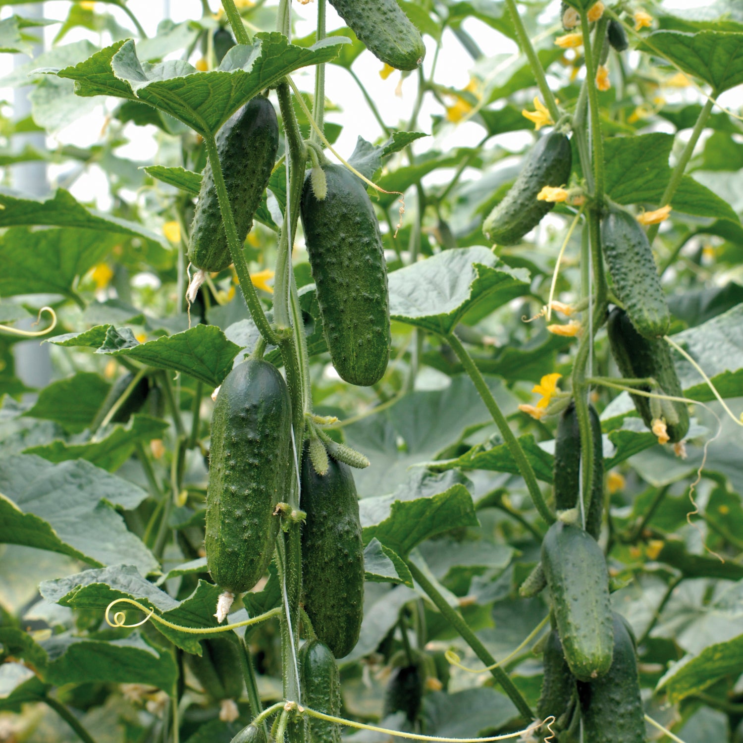 Hybrid Pickling Cucumber - Excelsior