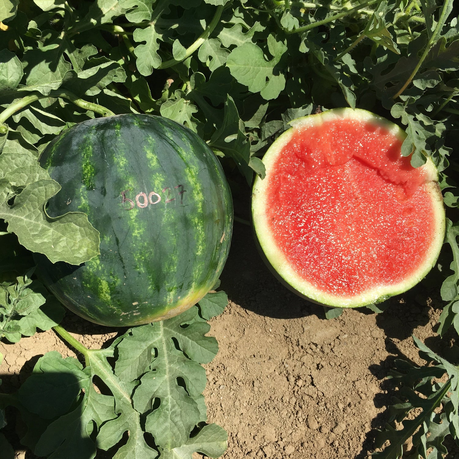 Hybrid Triploid (Seedless) Personal Size Watermelon - Excite