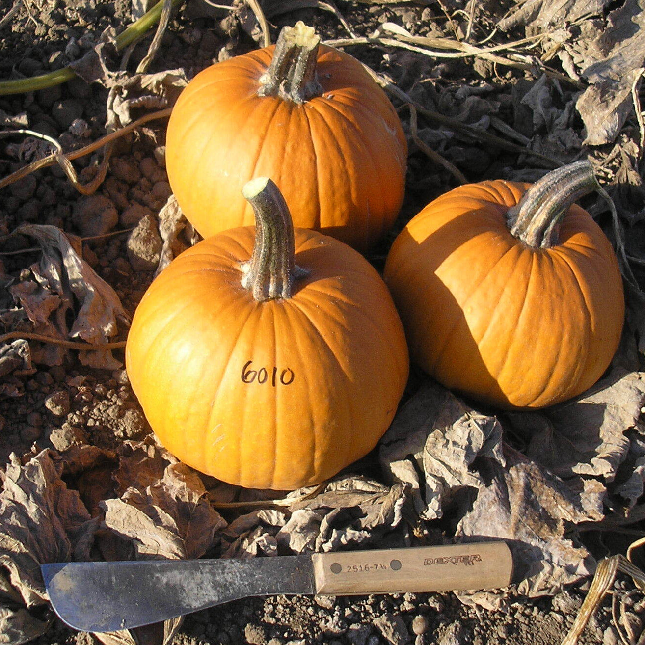 Hybrid Small/Pie Pumpkin - Fall Splendor Plus