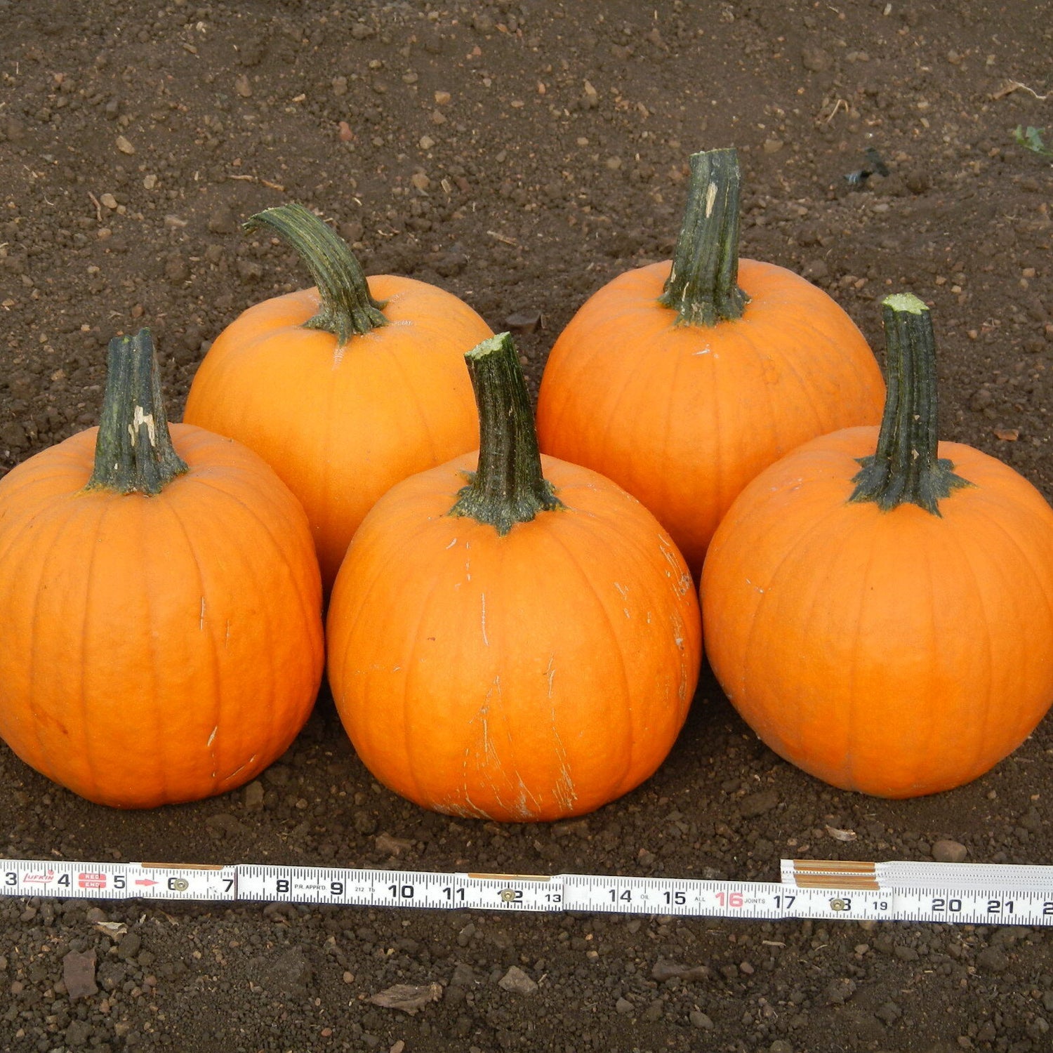 Hybrid Small/Pie Pumpkin - Fall Splendor Plus