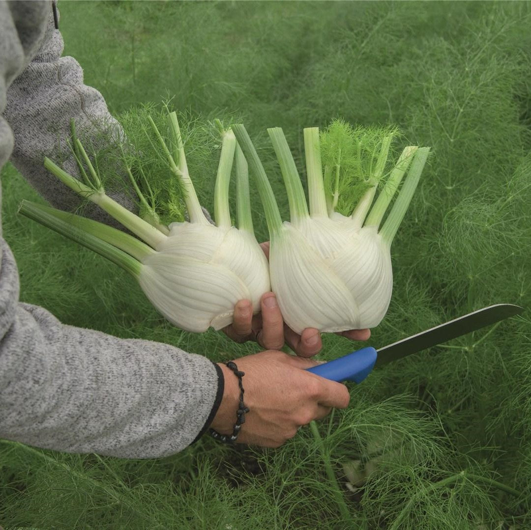 Hybrid Fennel - Antares
