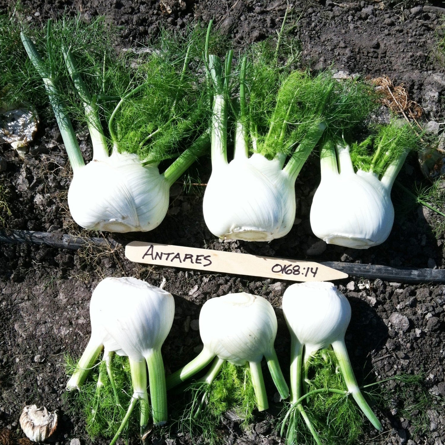 Hybrid Fennel - Antares
