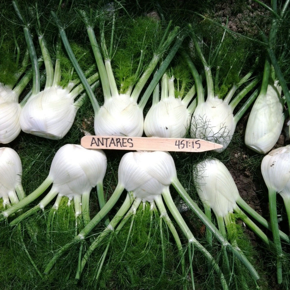 Hybrid Fennel - Antares