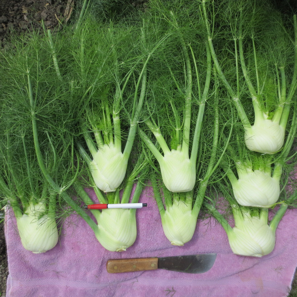 OP Fennel - Genesi