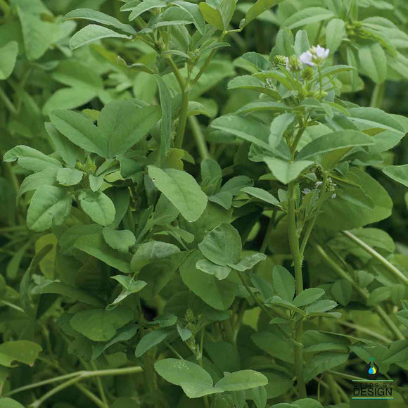 OP Fenugreek