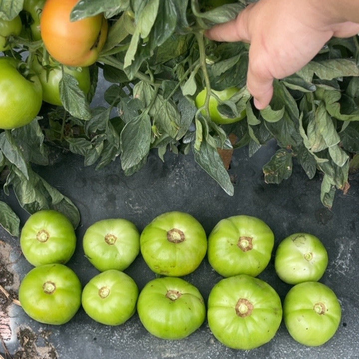 Hybrid Round Red Tomato - Firebird