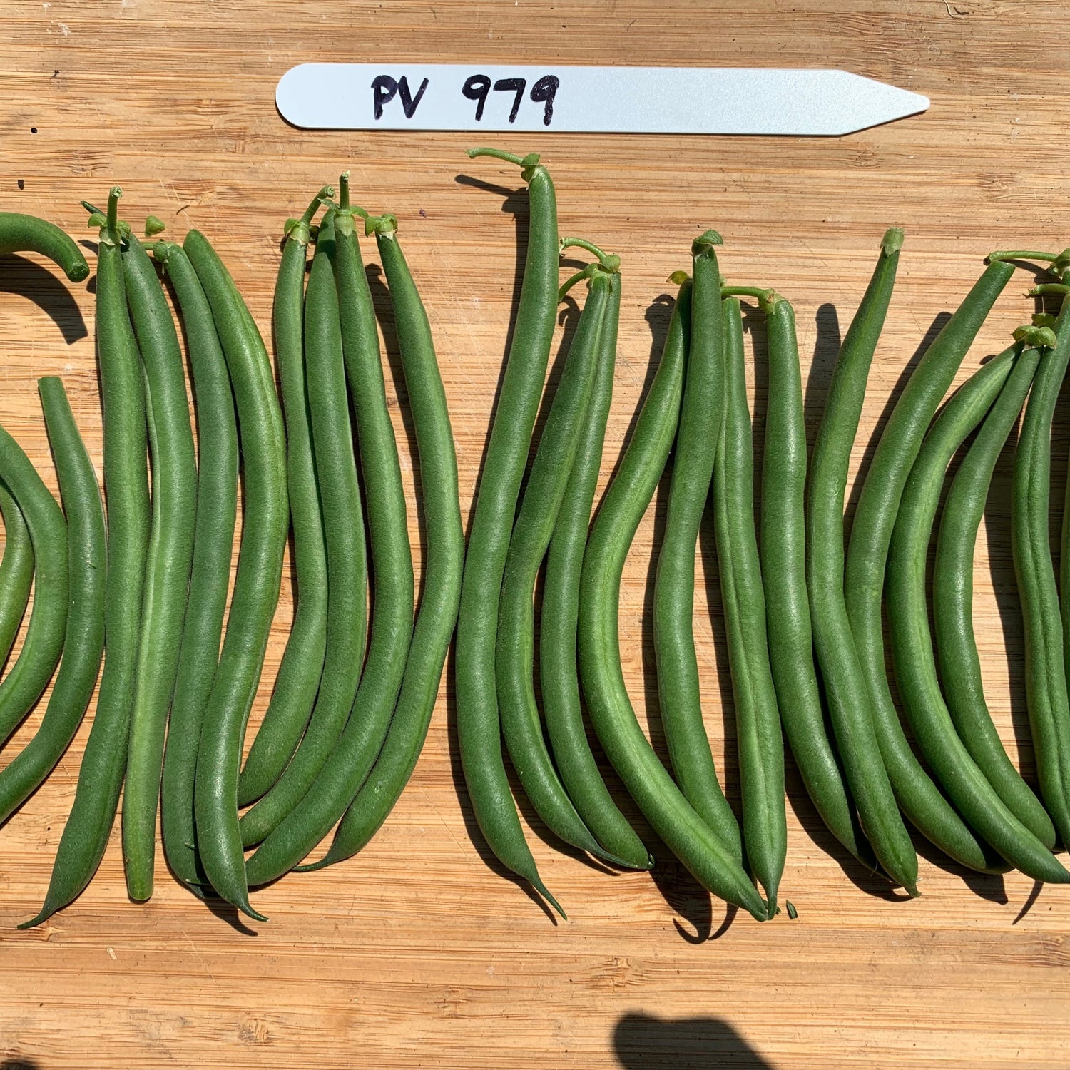 OP Green Bush Bean - Firebird (PV-979)