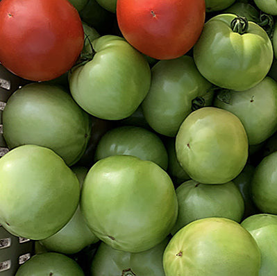 Hybrid Round Red Tomato - Firebird