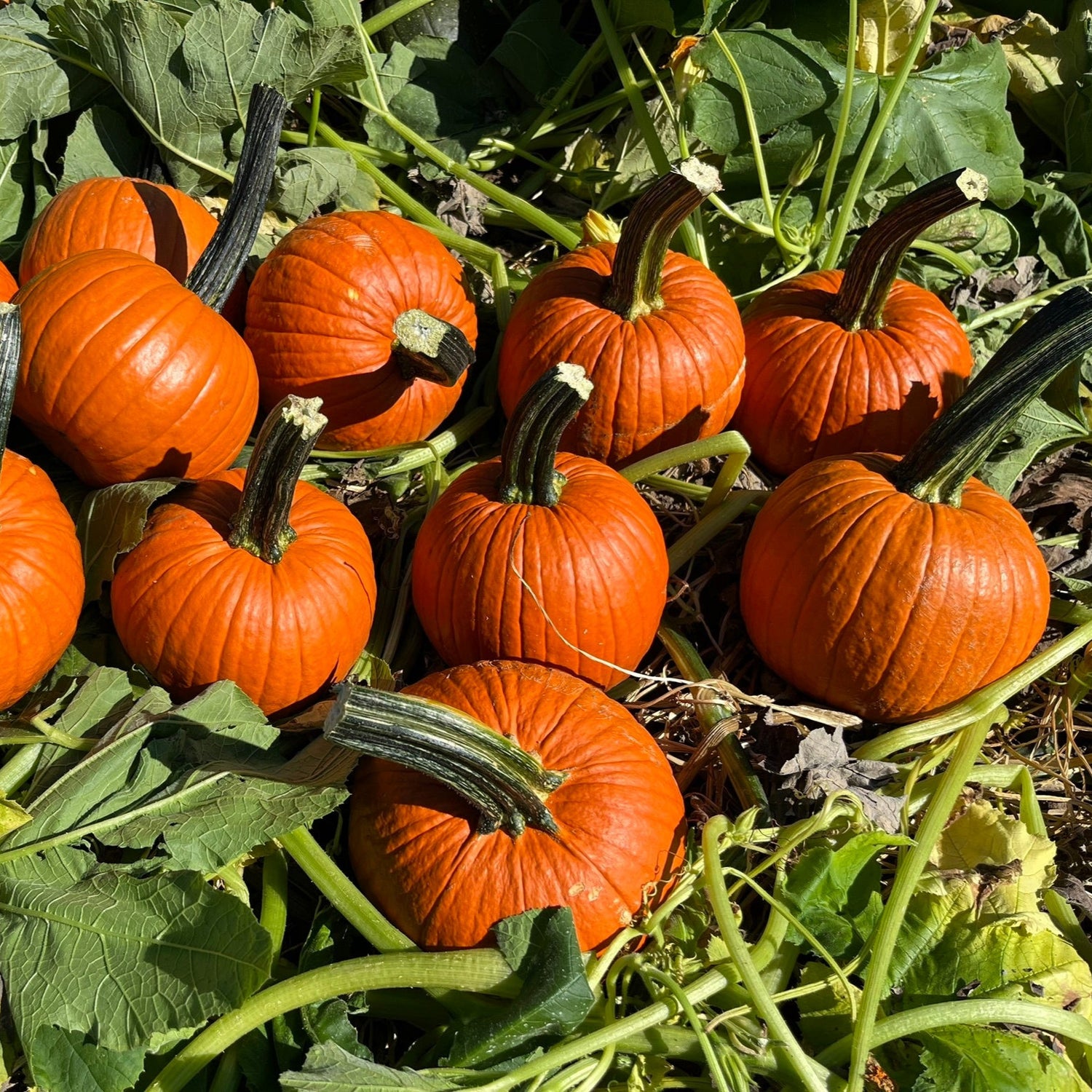 Hybrid Small/Pie Pumpkin - Fort Knox