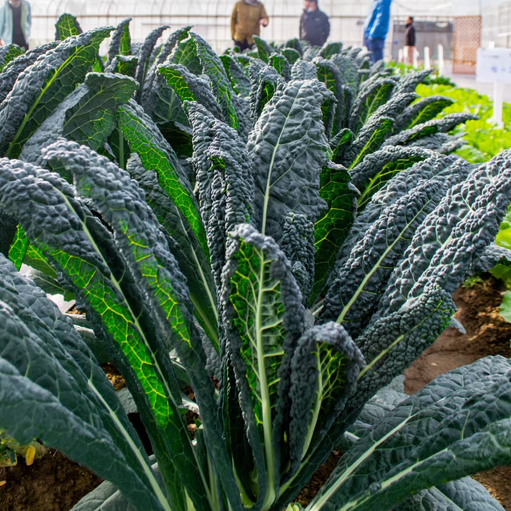 Hybrid Kale - Forza