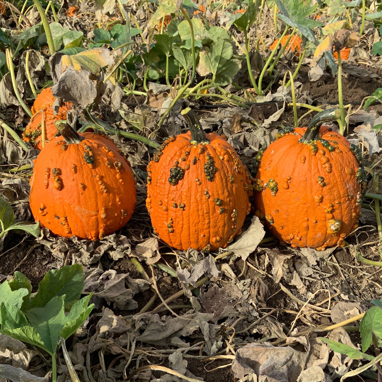 Hybrid Warted Pumpkin - Fright
