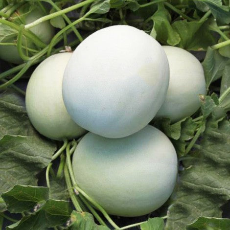Hybrid Honeydew Melon - Full Moon