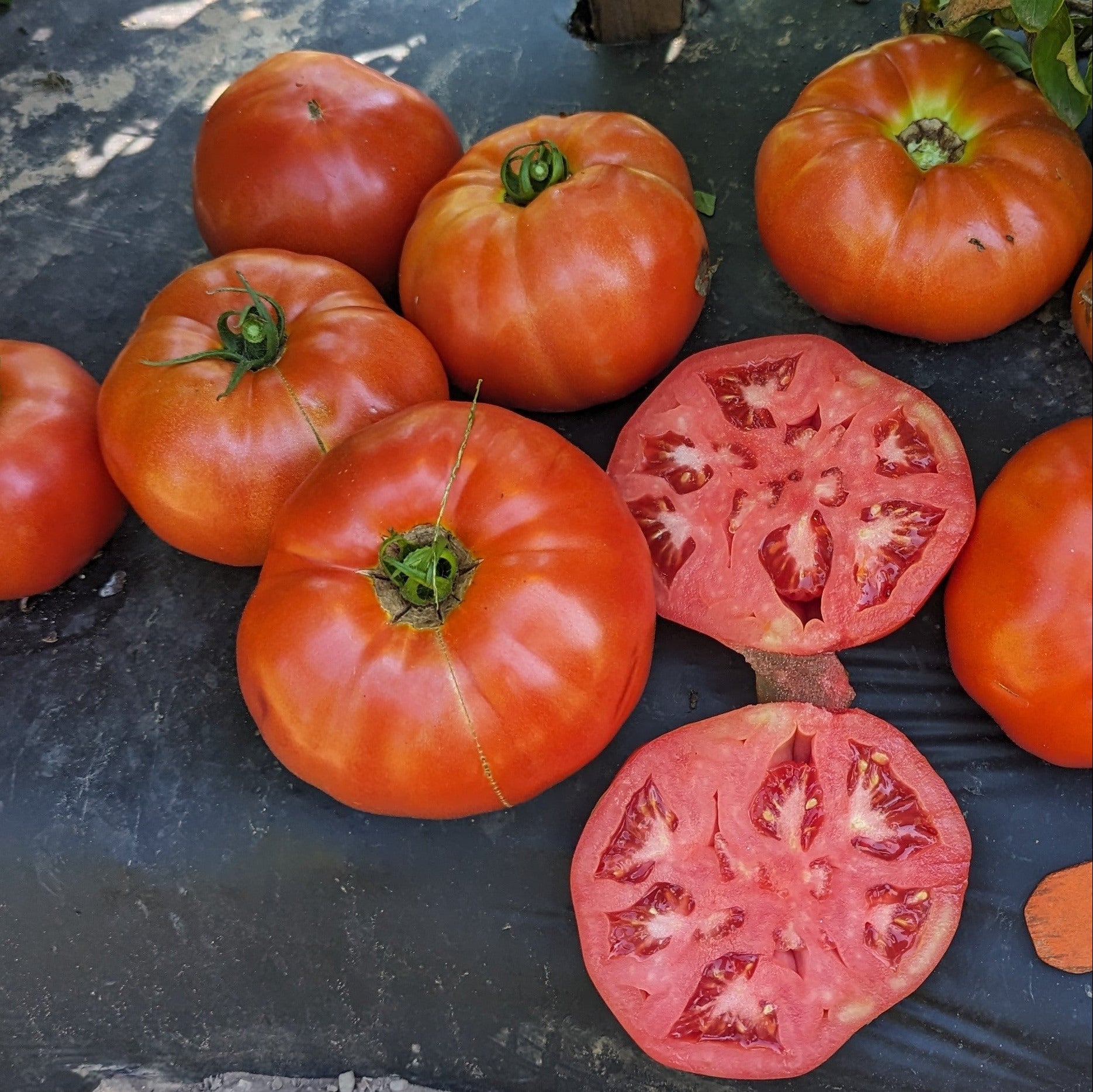 Hybrid Round Red Tomato - GTO – Gowan