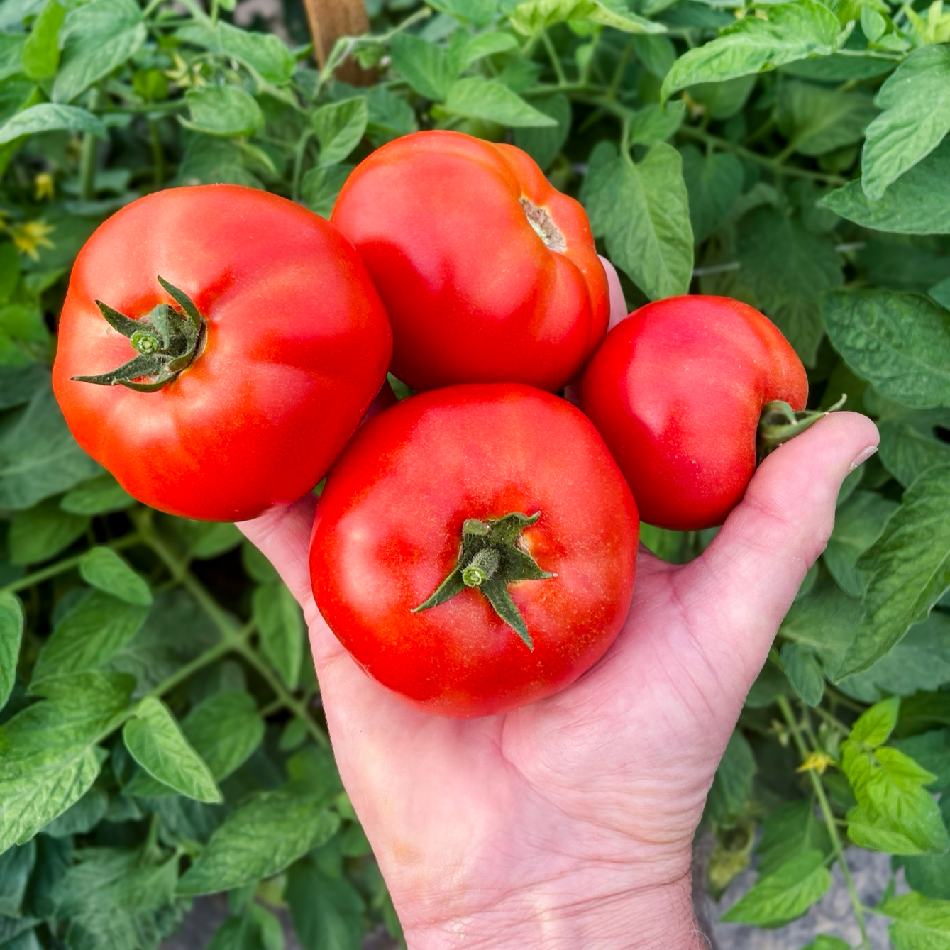 Hybrid Round Red Tomato - GTO