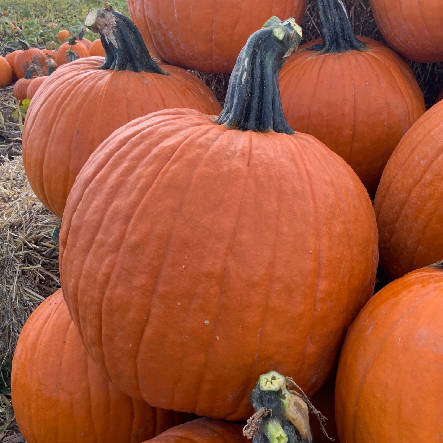 Hybrid Carving Pumpkin - Galactica