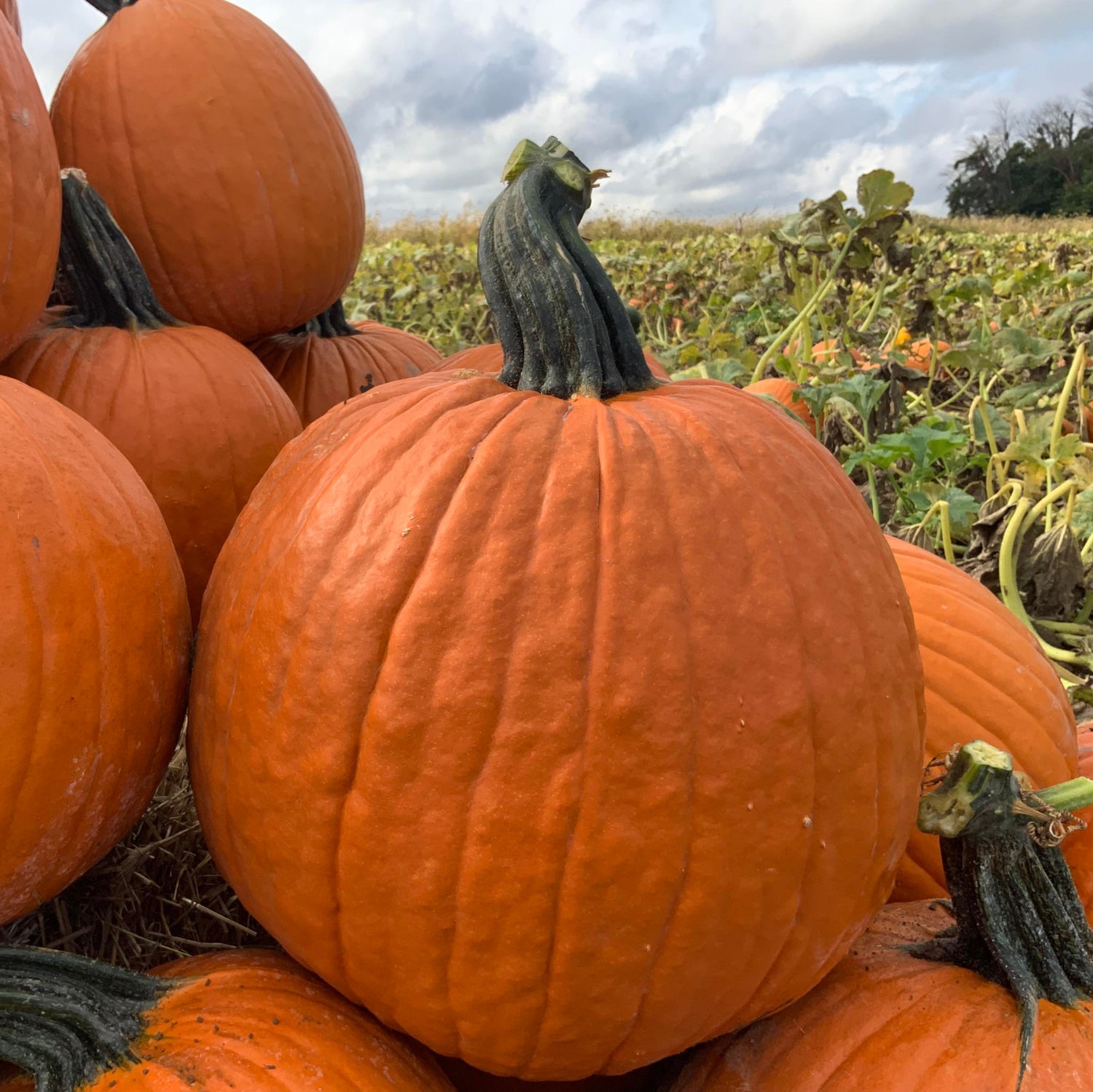 Hybrid Carving Pumpkin - Galactica
