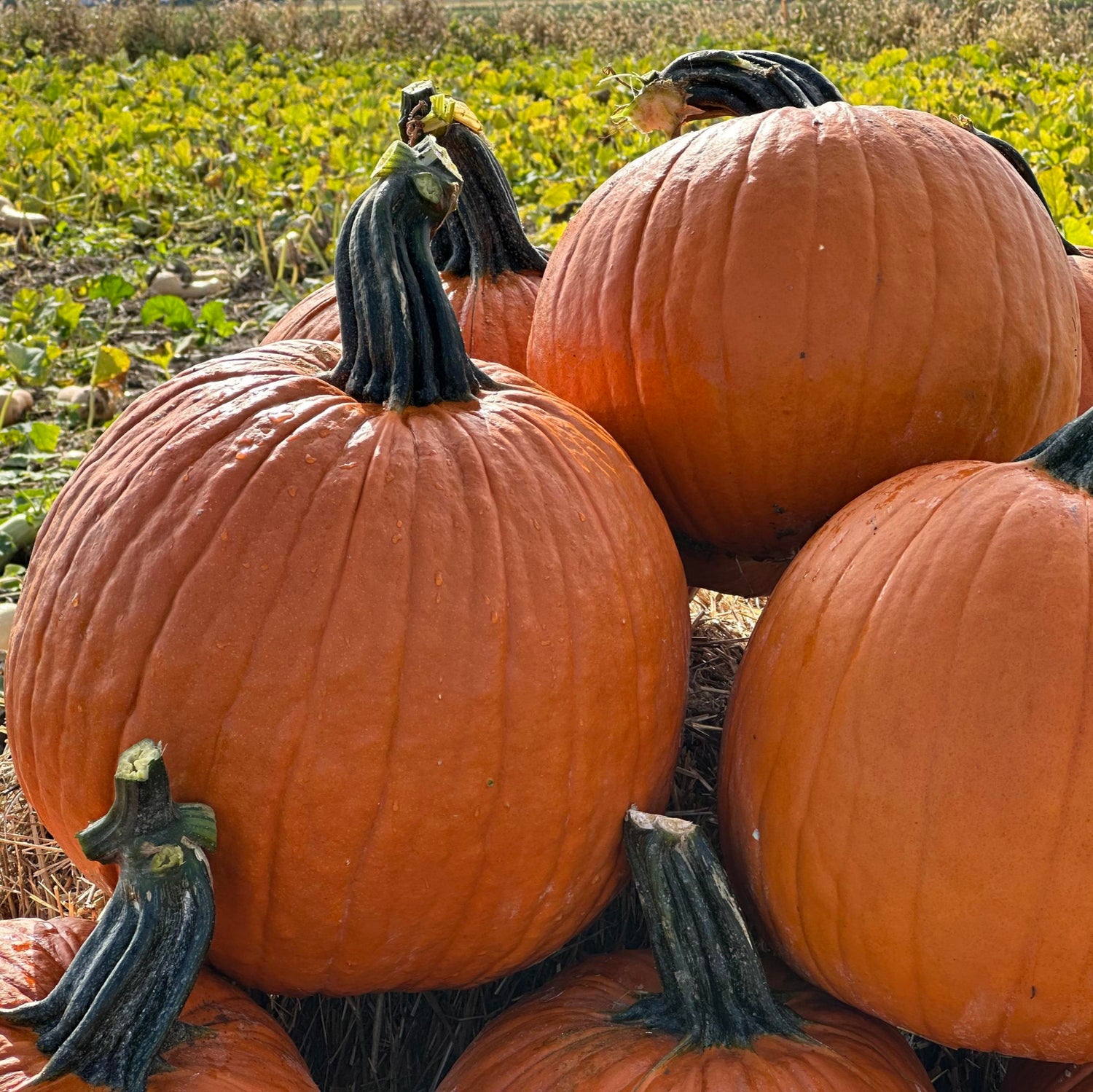 Hybrid Carving Pumpkin - Galactica