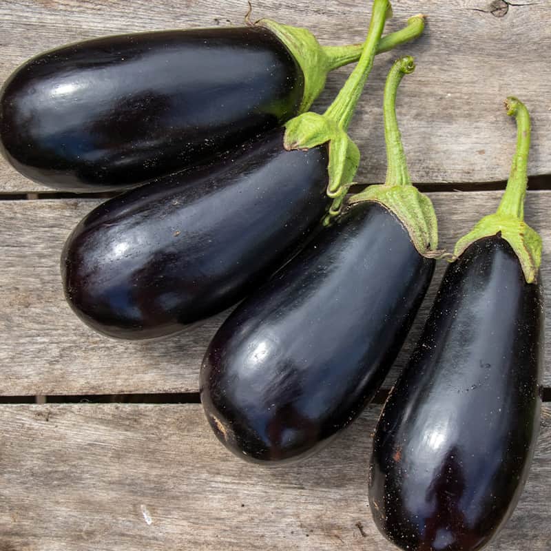 Hybrid Eggplant - Gaudi
