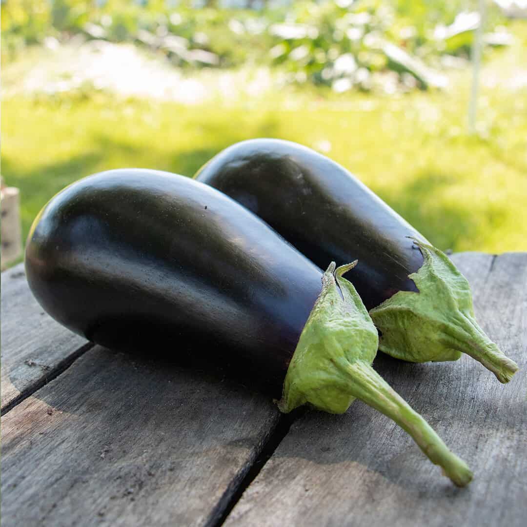 Hybrid Eggplant - Gaudi