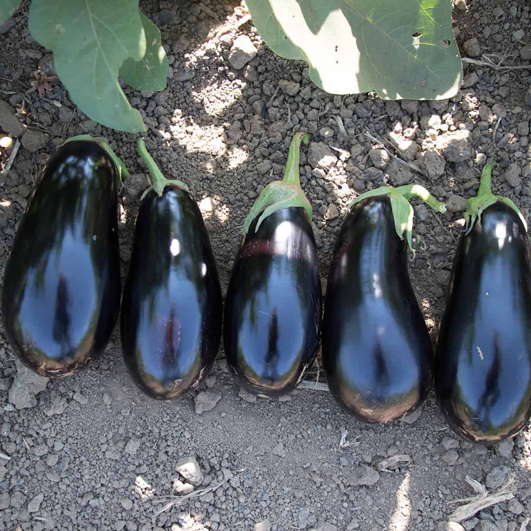 Hybrid Eggplant - Gaudi