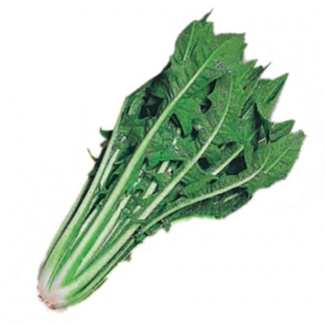 OP Chicory - Giant Catalogna