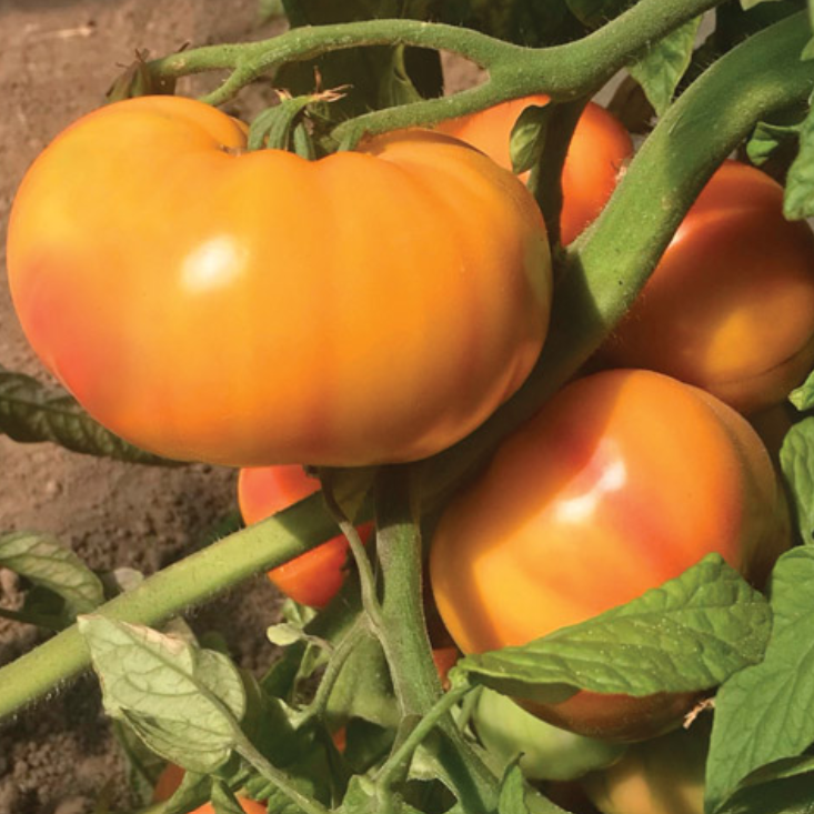Hybrid Heirloom Type Tomato - GinFiz