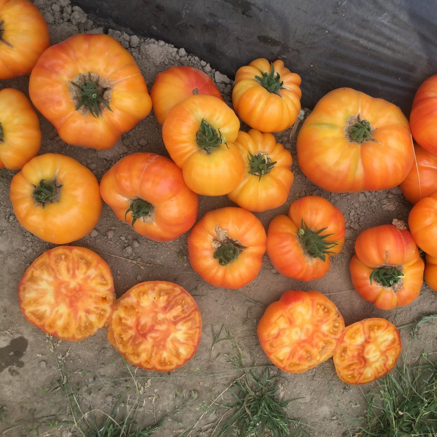 Hybrid Heirloom Type Tomato - GinFiz