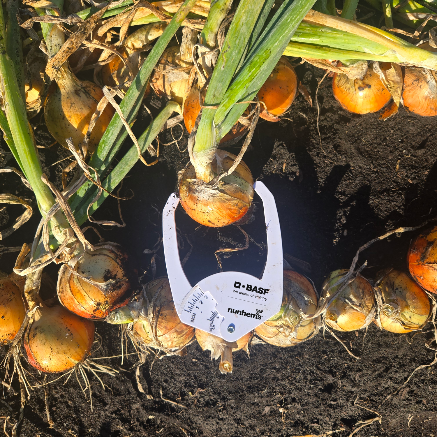 Hybrid Long Day Yellow Onion - Glorioso