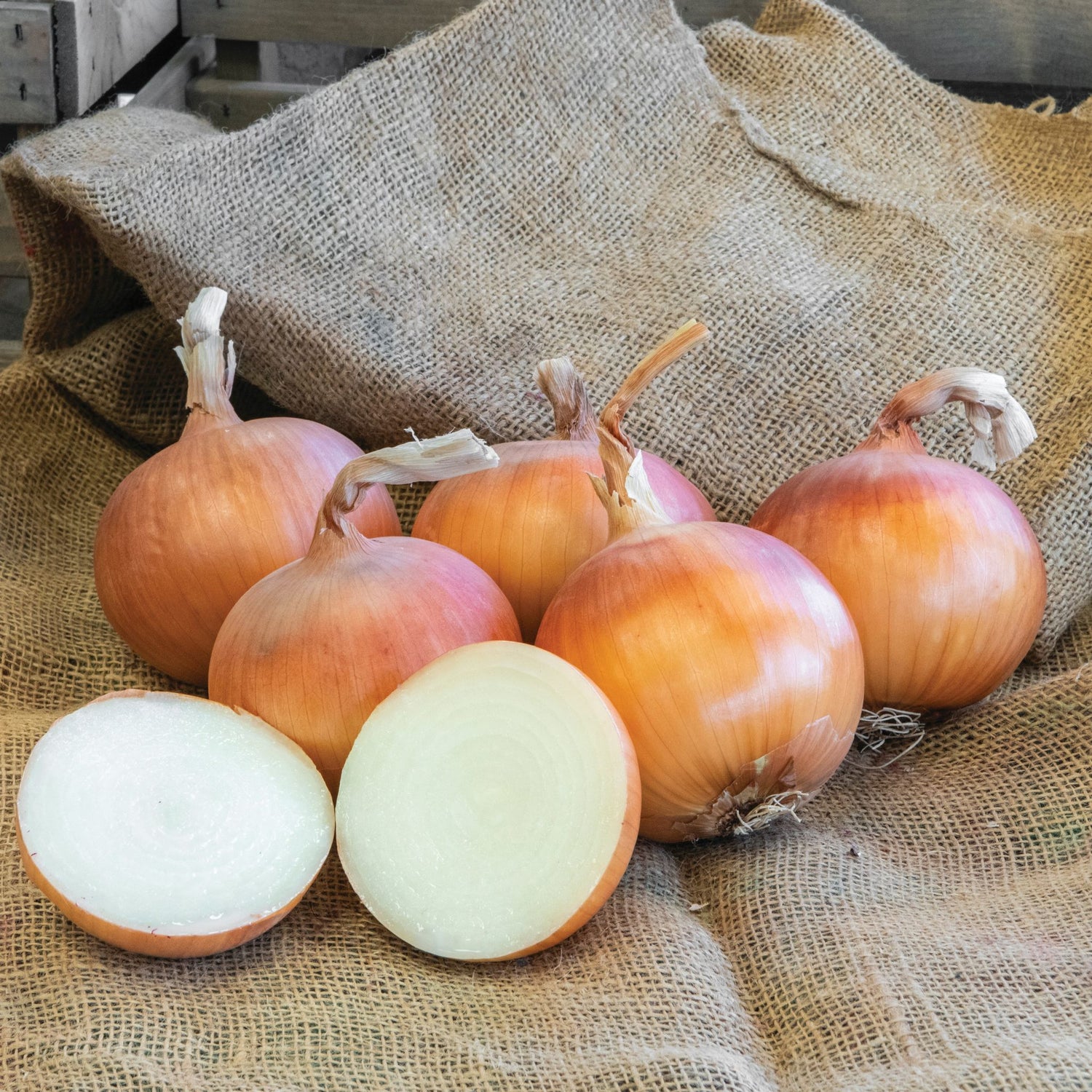 Hybrid Long Day Yellow Onion - Glorioso