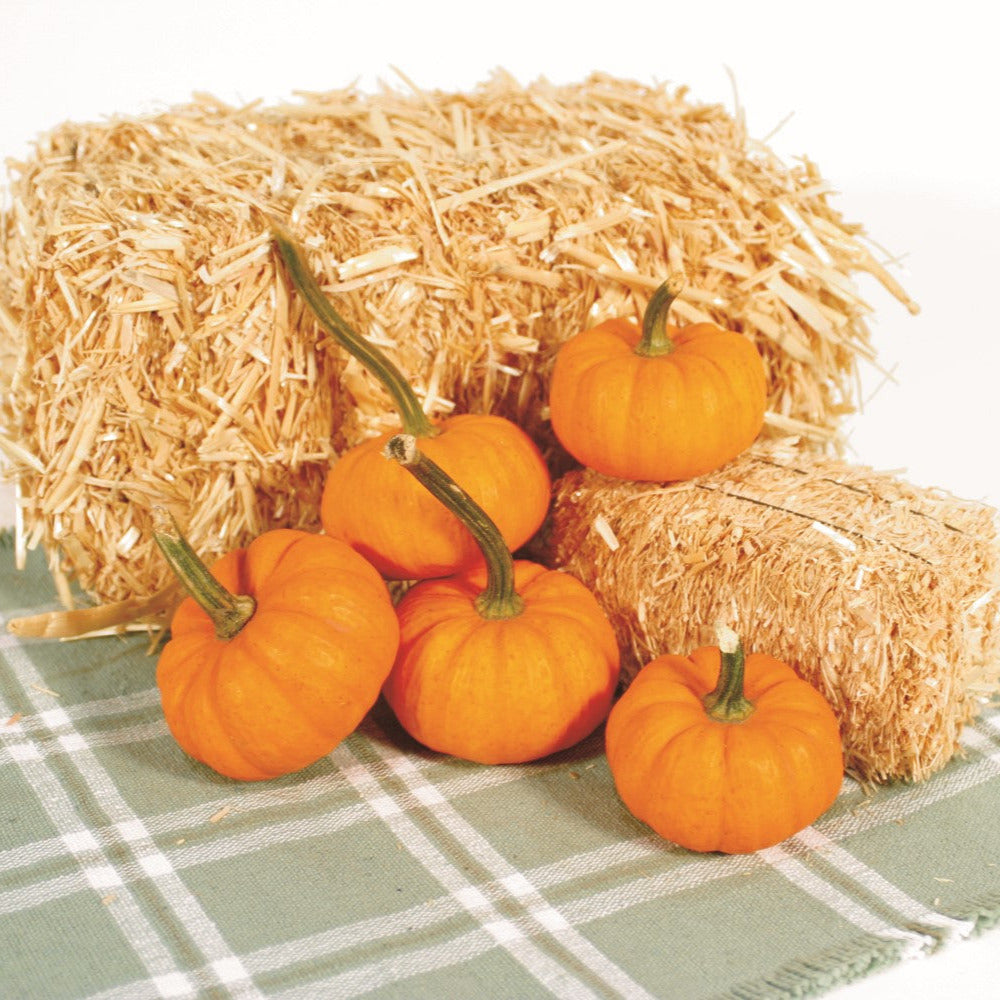 Hybrid Mini Pumpkin - Gold Dust – Gowan