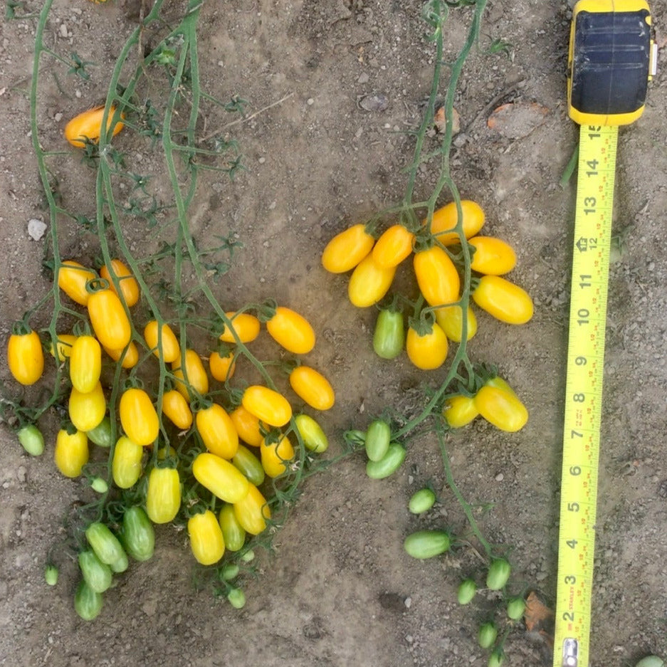 Hybrid Yellow Grape Tomato - Gold Spark