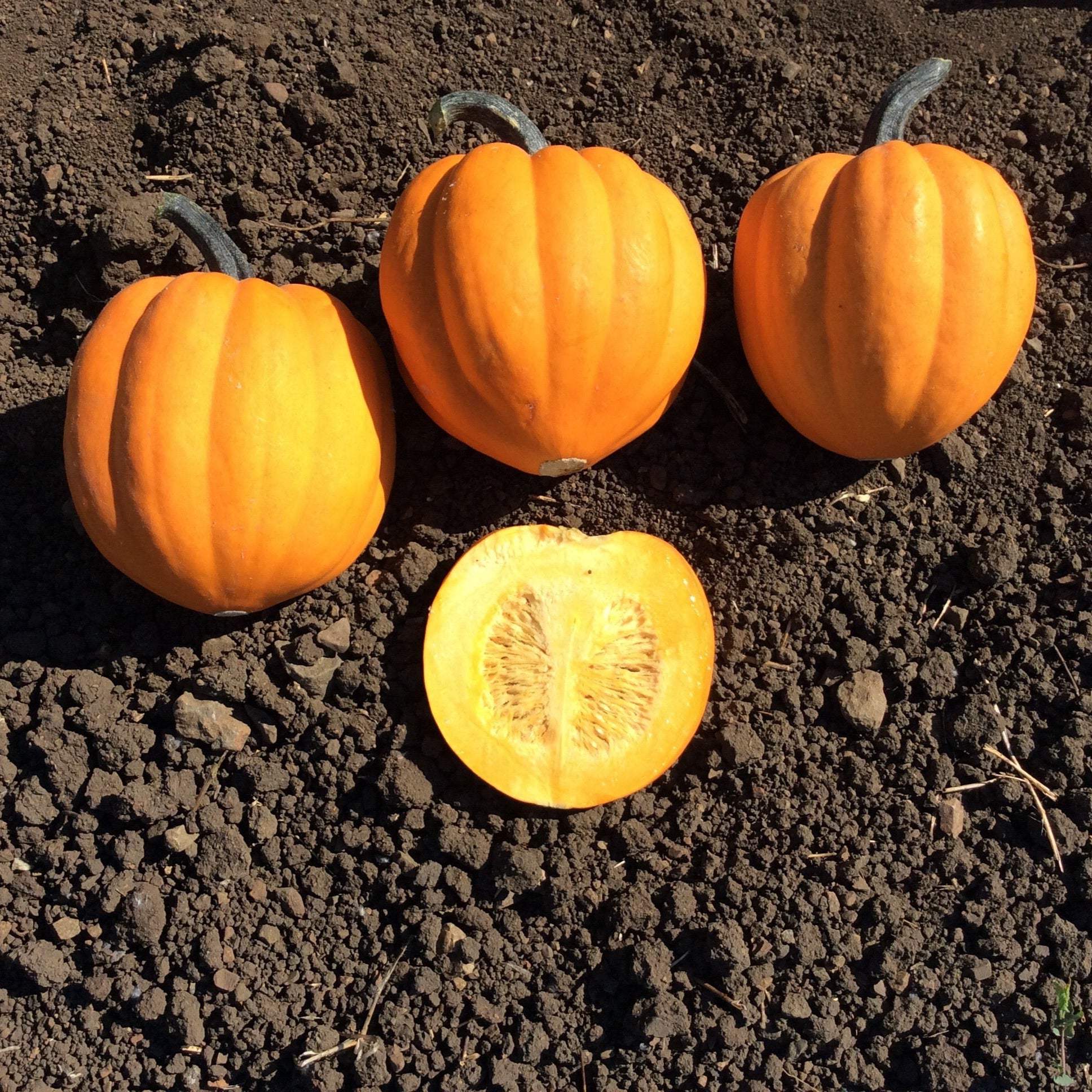 Hybrid Acorn Squash - Goldilocks – Gowan