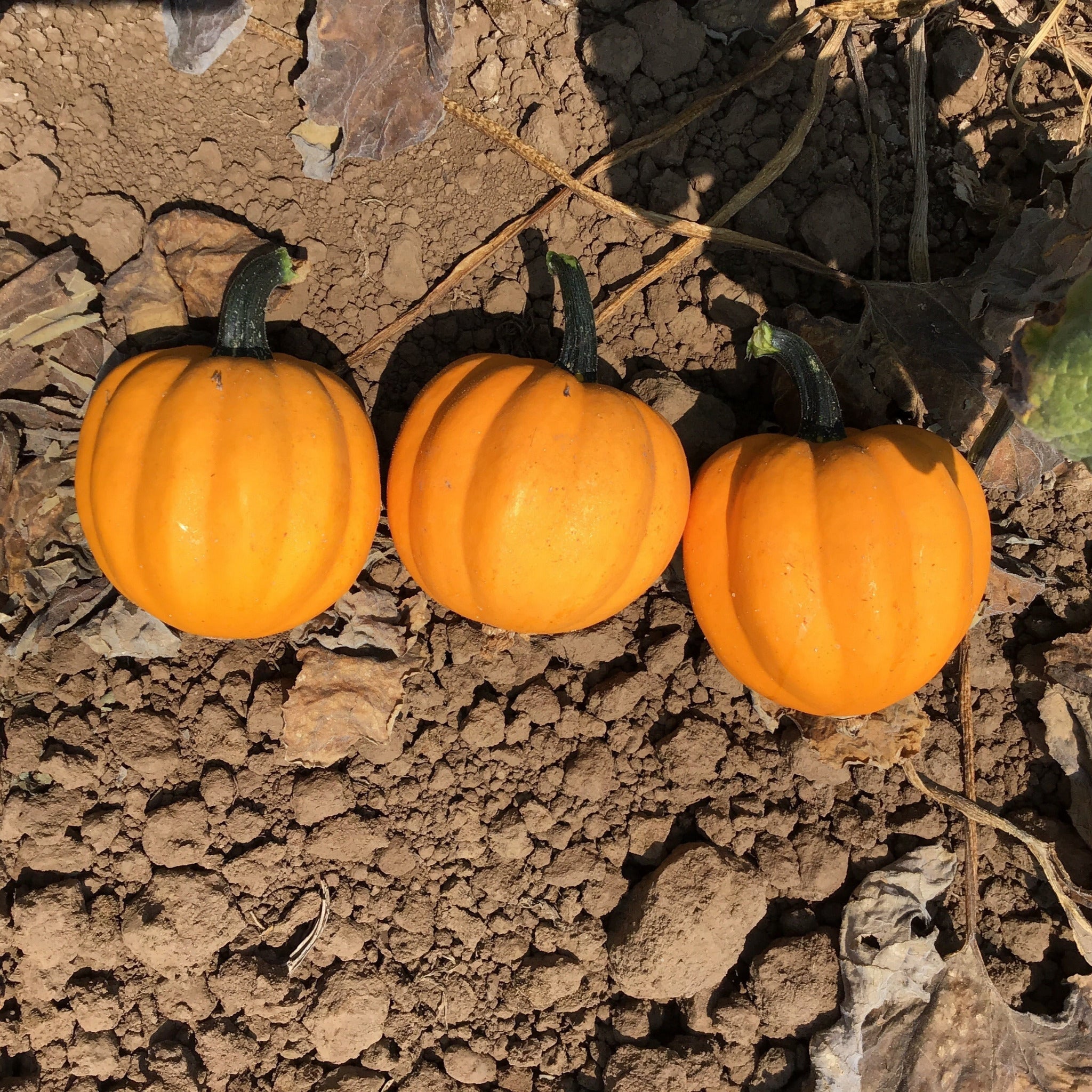 Hybrid Acorn Squash - Goldilocks – Gowan